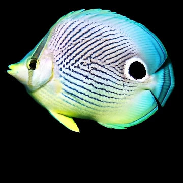 Foureye Butterflyfish ( chaetodon capistratus )