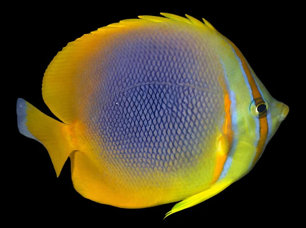 Goldstripe Butterflyfish ( chaetodon aureofasciatus)