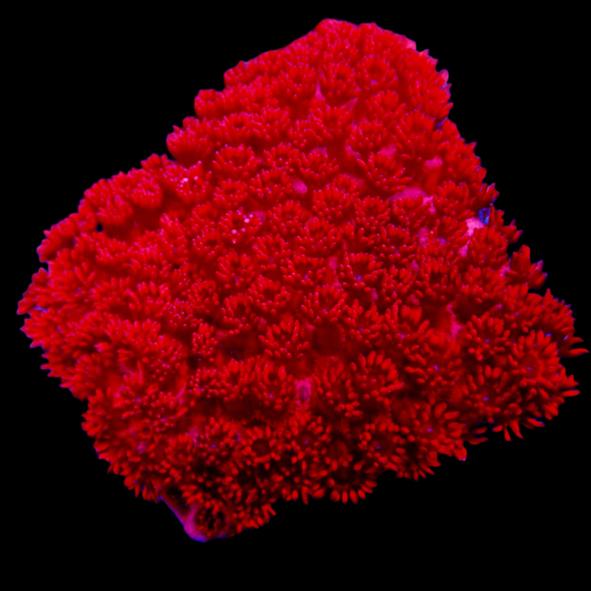 Goniopora Ultra Ruby Red