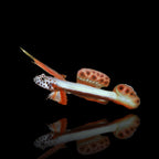 Spikefin Goby ( Discordipinna griessingeri )