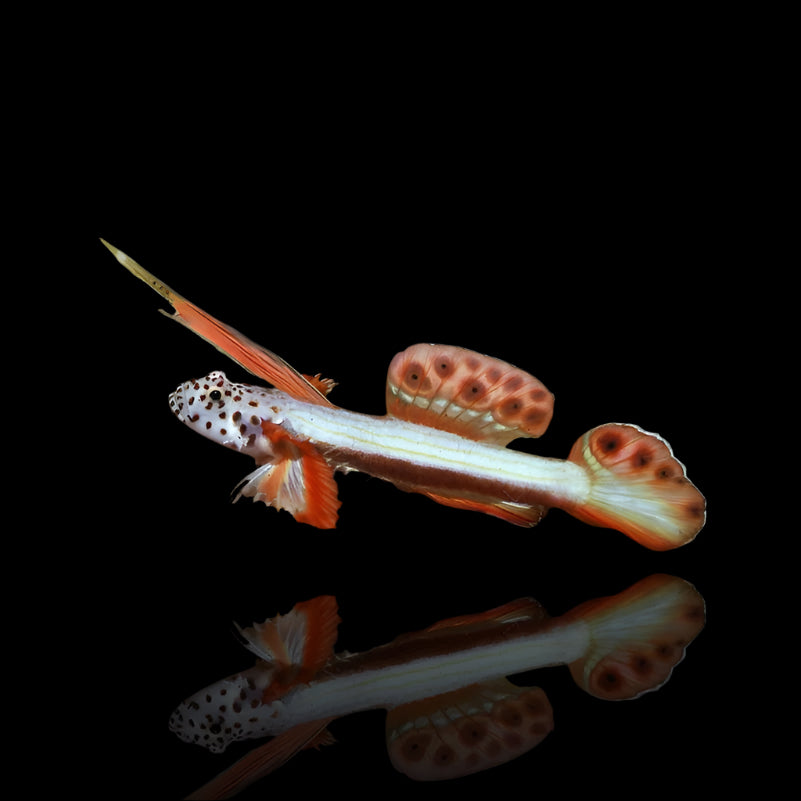 Spikefin Goby ( Discordipinna griessingeri )