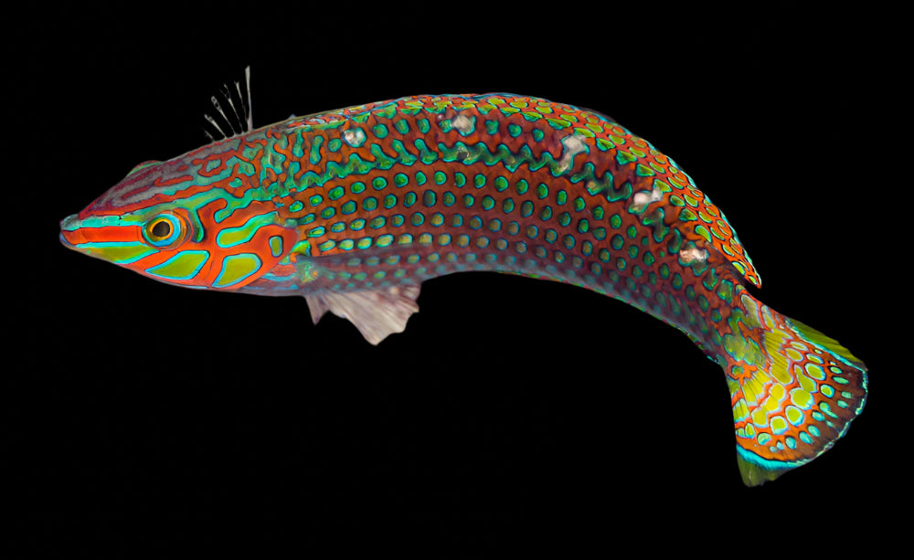 Argus Wrasse (halichoeres argus)