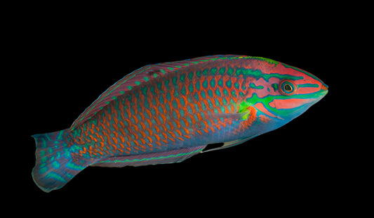 Christmas Wrasse (Halichoeres claudia)