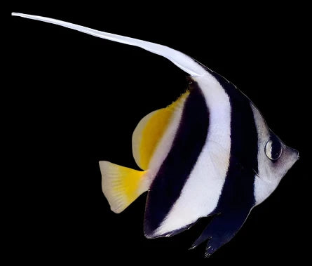 Heniochus black and white (Heniochus diphreutes) reef safe Large
