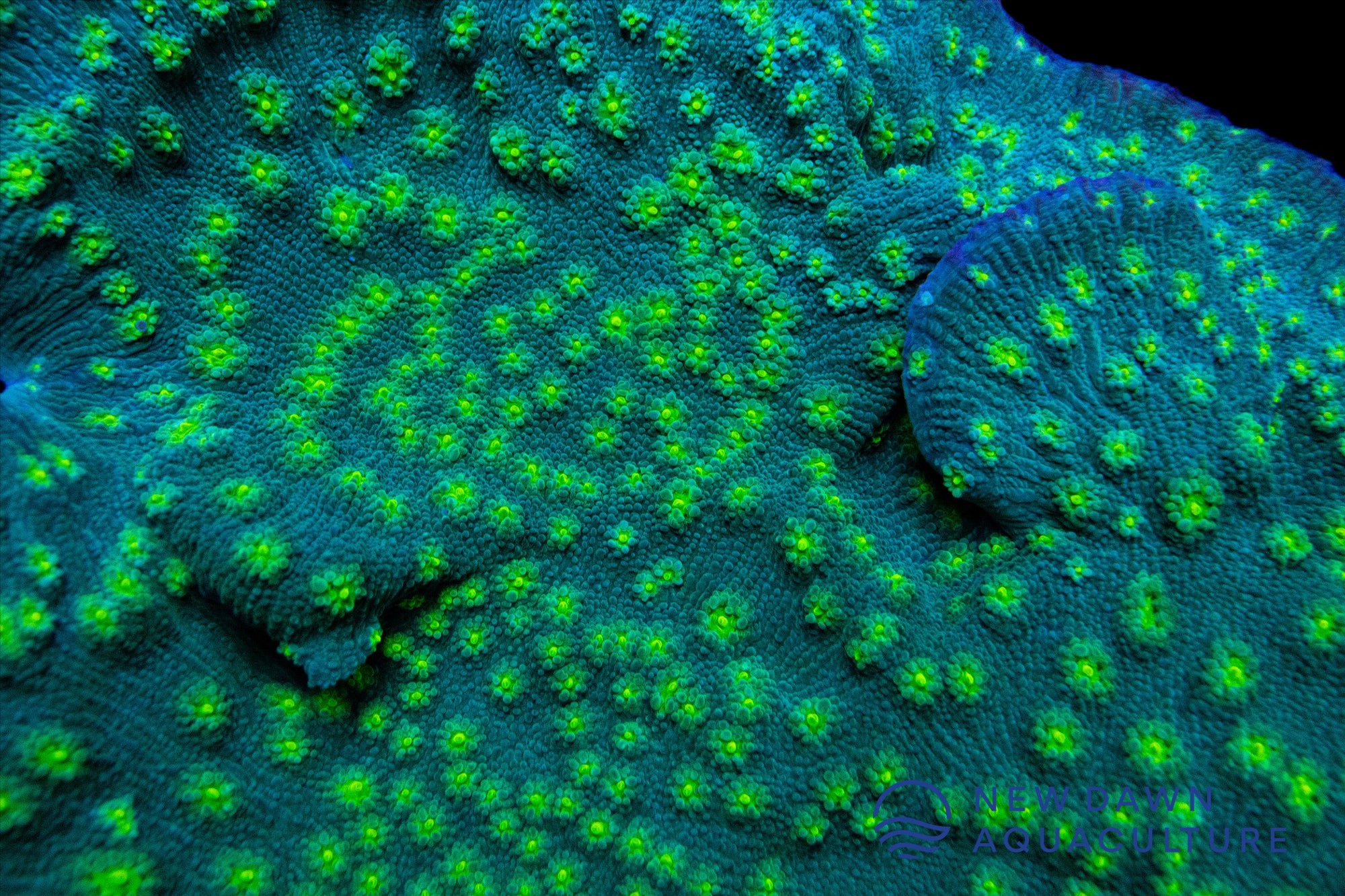 Hollywood stunner chalice Frag