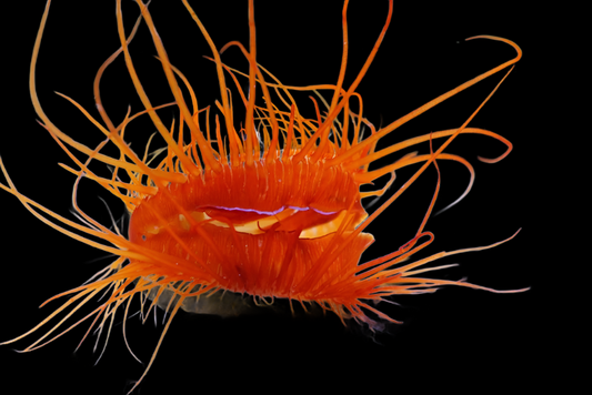 Lima sp. (Electric Flame Scallop)