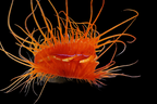Lima sp. (Electric Flame Scallop)