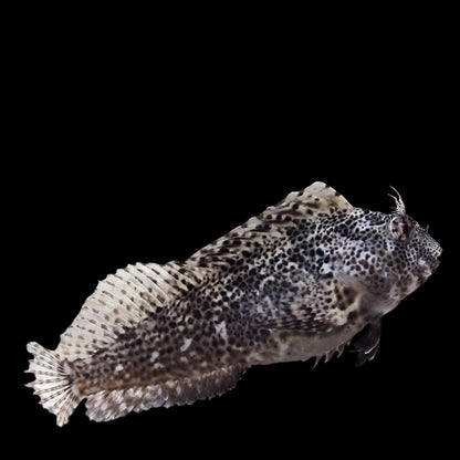 Scartella cristata (Molly Miller Blenny) | Blennie Nettoyeur et Contrôleur d’Algues pour Aquarium Marin