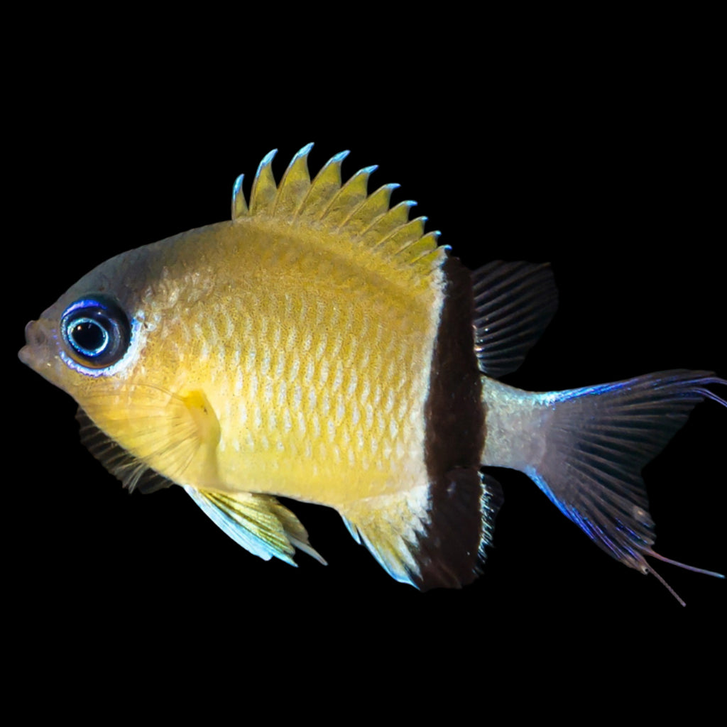 Black Bar Chromis (Chromis Retrofasciata )