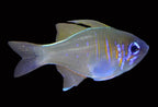 Apogon leptacanthus – Glass Cardinalfish