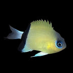 Black Bar Chromis (Chromis Retrofasciata )
