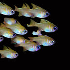Apogon leptacanthus – Glass Cardinalfish