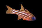 Blue-eye Cardinalfish, Apogon Compressus