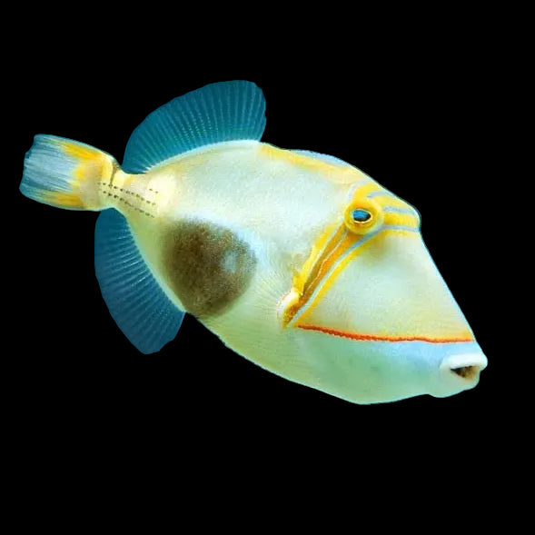 Rhinecanthus Verrucosus - Bursa Trigger