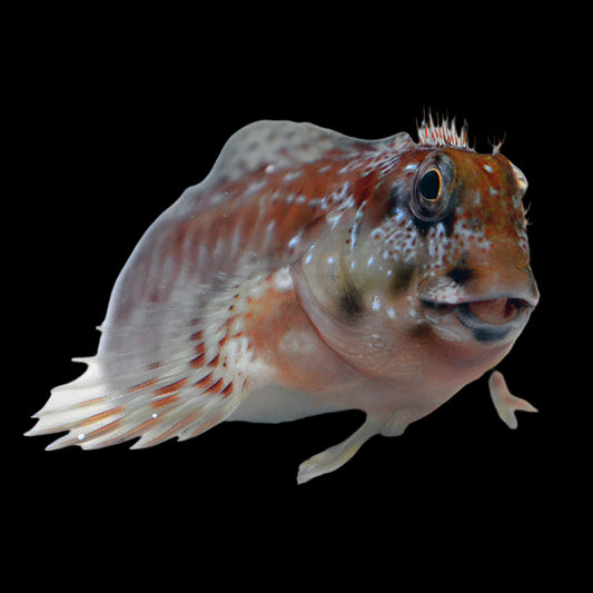 Scartella cristata (Molly Miller Blenny) | Blennie Nettoyeur et Contrôleur d’Algues pour Aquarium Marin