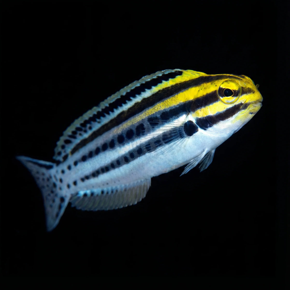 Meiacanthus Grammistes