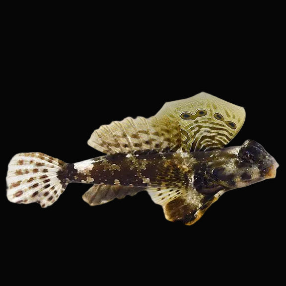 Scooter Blenny (Synchiropus ocellatus)