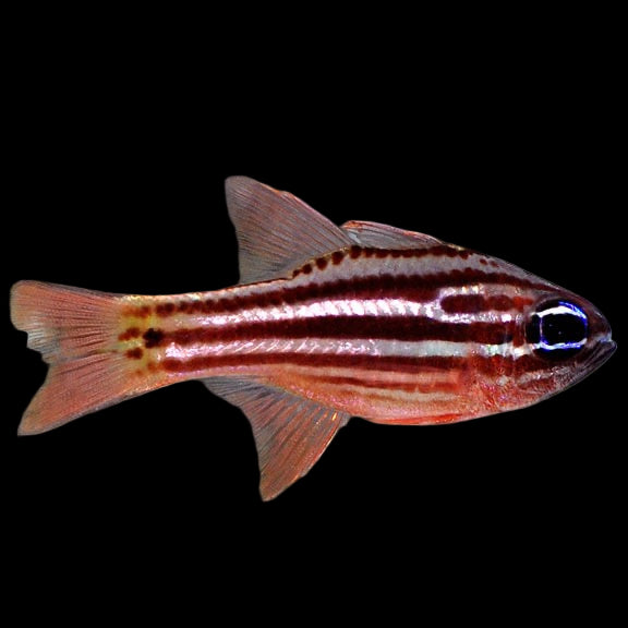 Blue-eye Cardinalfish, Apogon Compressus
