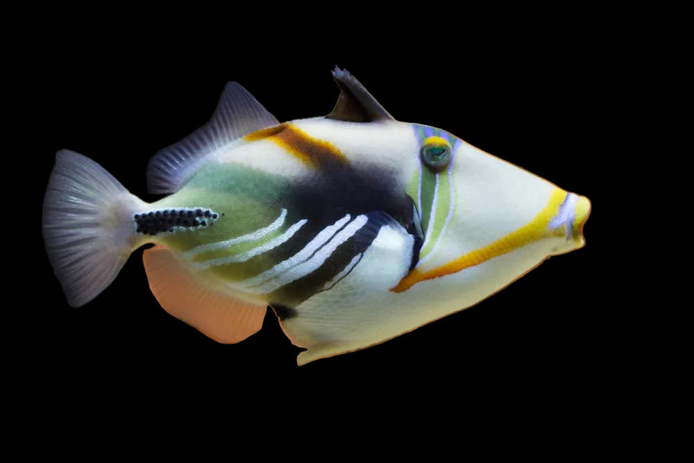 Humu Picasso Triggerfish - Humu Picasso Triggerfish