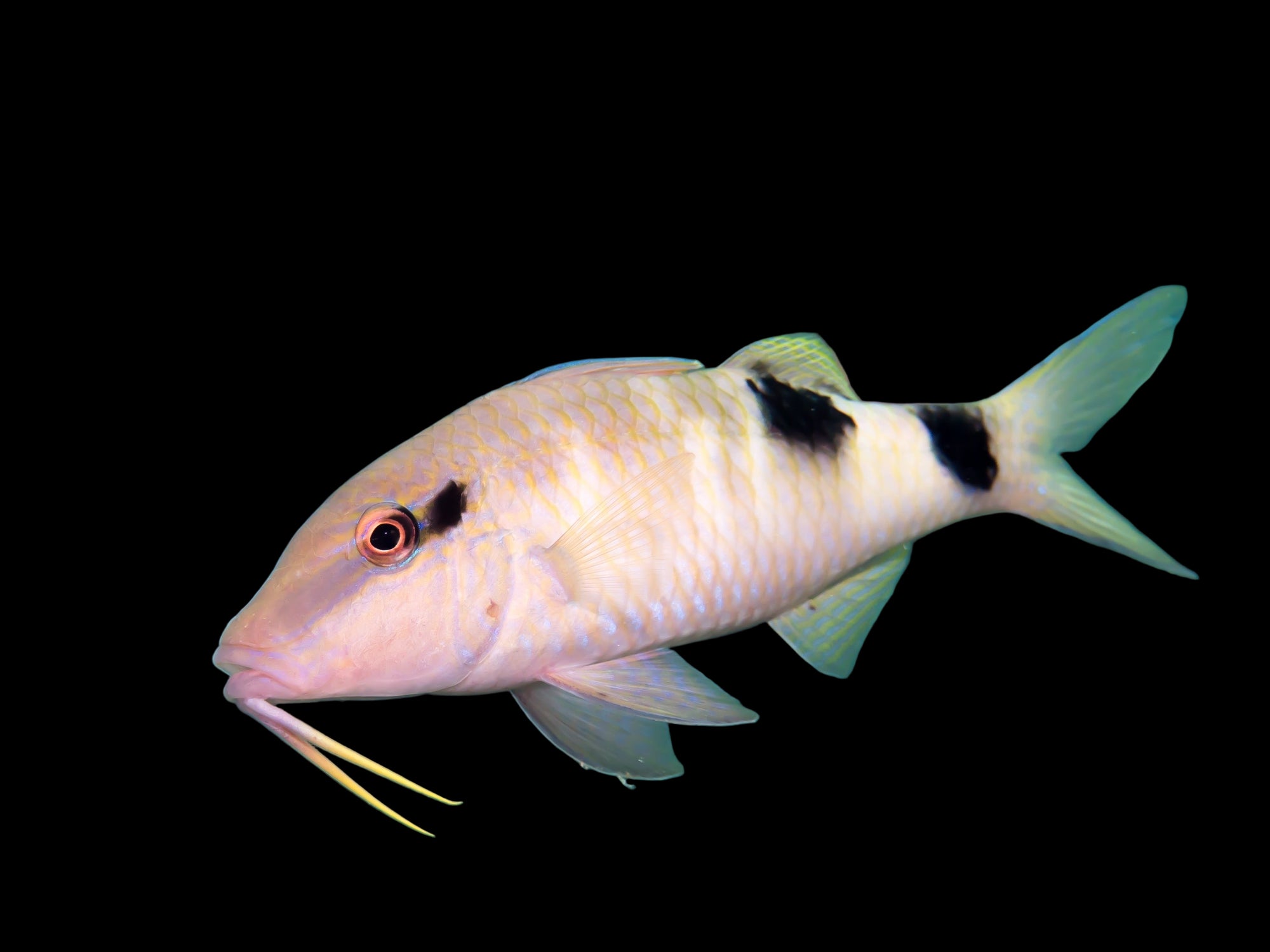 Many Bar Goatfish ( parupeneus multifasciatus )