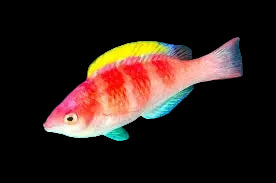 Cirrhilabrus Flavidorsalis - Yellow Fin Fairy - Millenium Wrasse