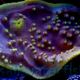 Cup Coral, Pagoda FRAG
