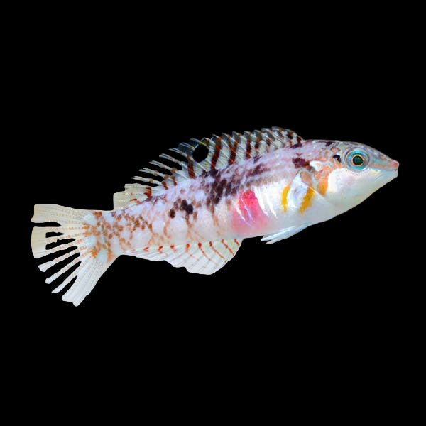 Nebulous wrasse (Halichoeres nebulosus)