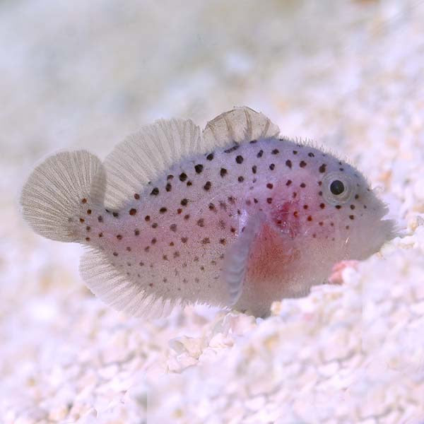 Gumdrop Coral Croucher Goby (Caracanthus maculatus)