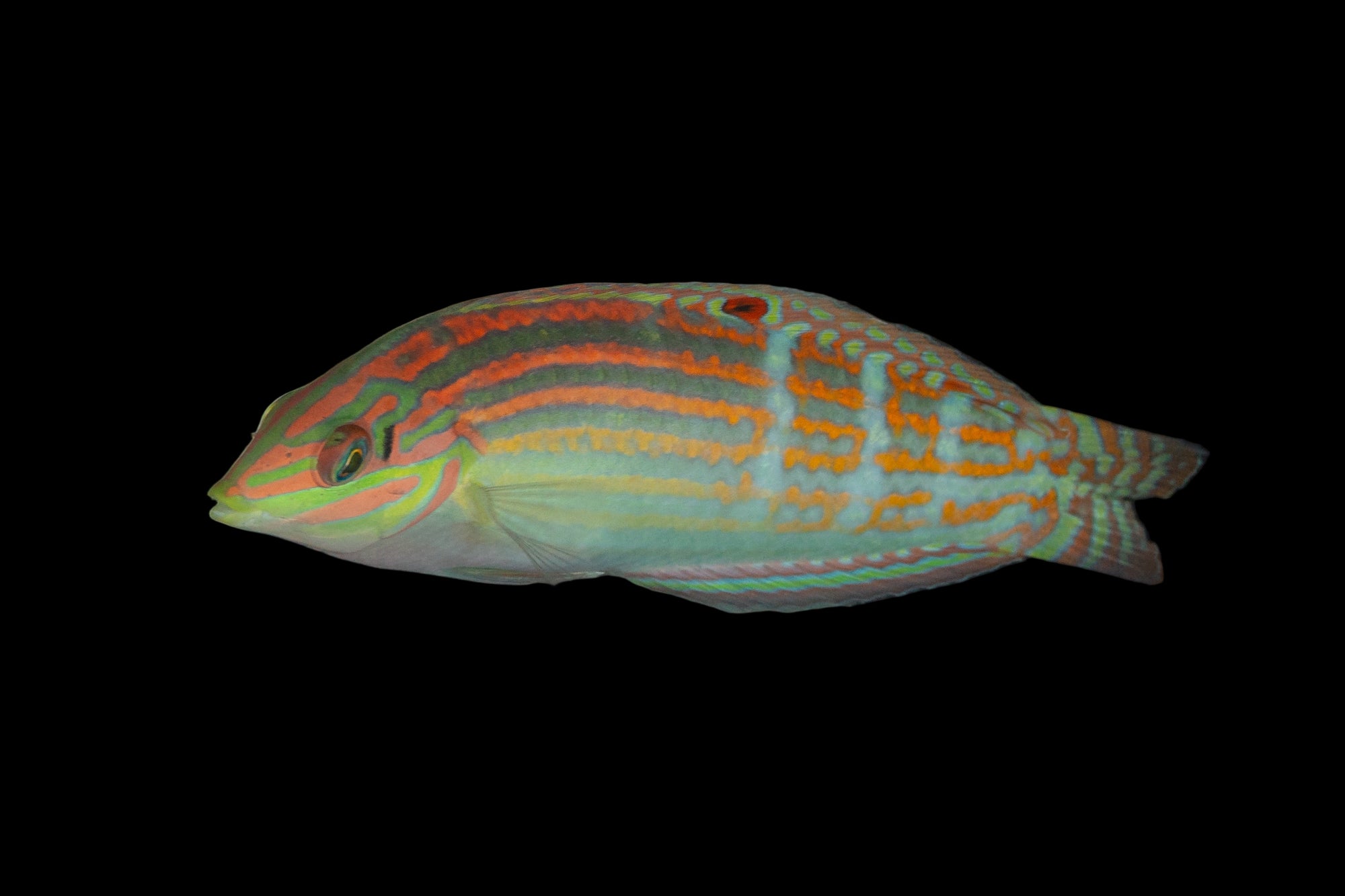 Nebulous wrasse (Halichoeres nebulosus)