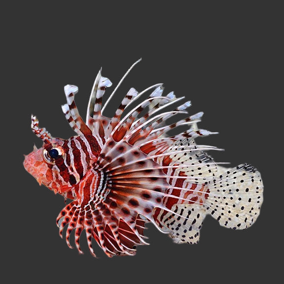 Pterois Antenna Lion Fish Large