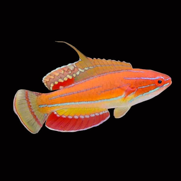McCosker's Flasher Wrasse (Paracheilinus mccoskeri)