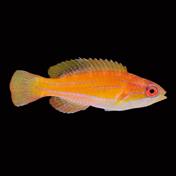 McCosker's Flasher Wrasse (Paracheilinus mccoskeri)