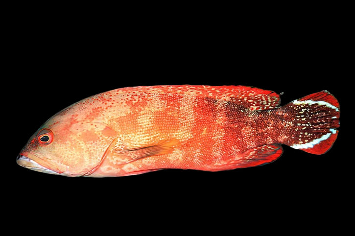 Cephalopholis urodelus (V-Tail Grouper)