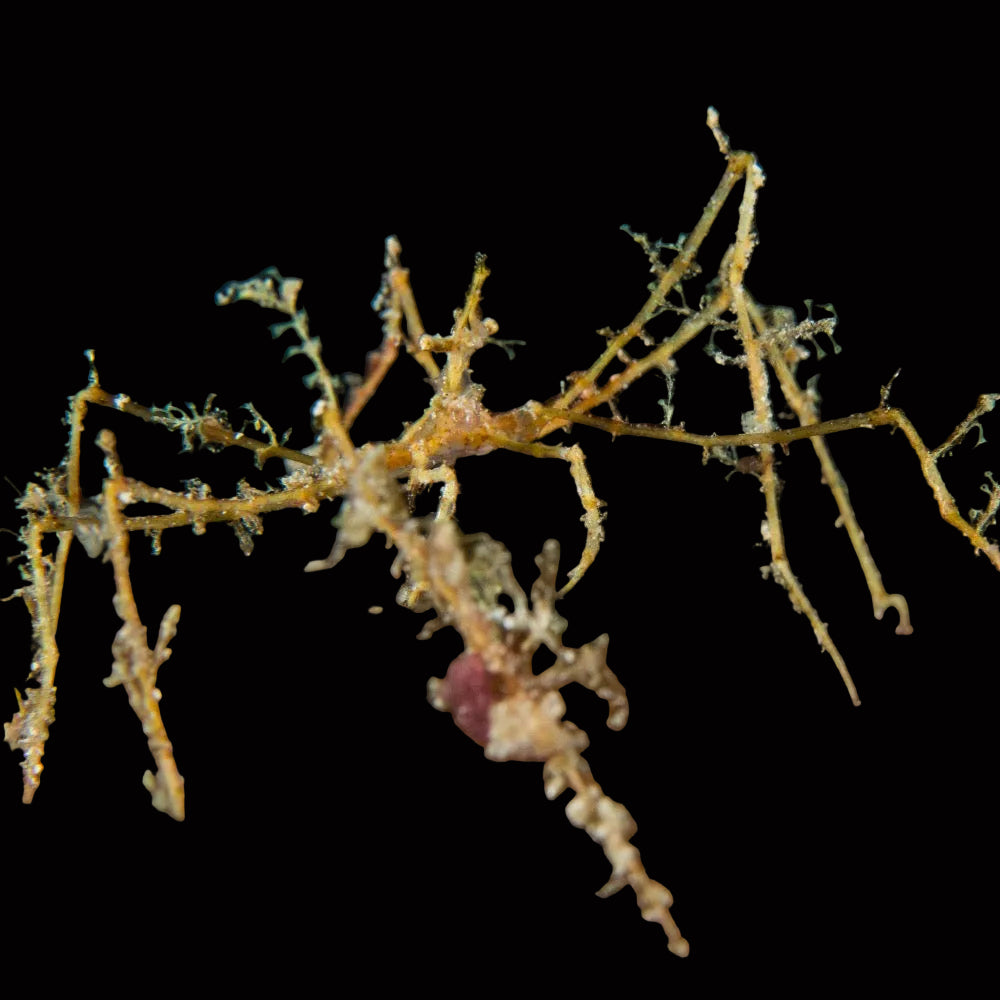 Fringed Arrow Crab (Stenorhynchus seticornis)