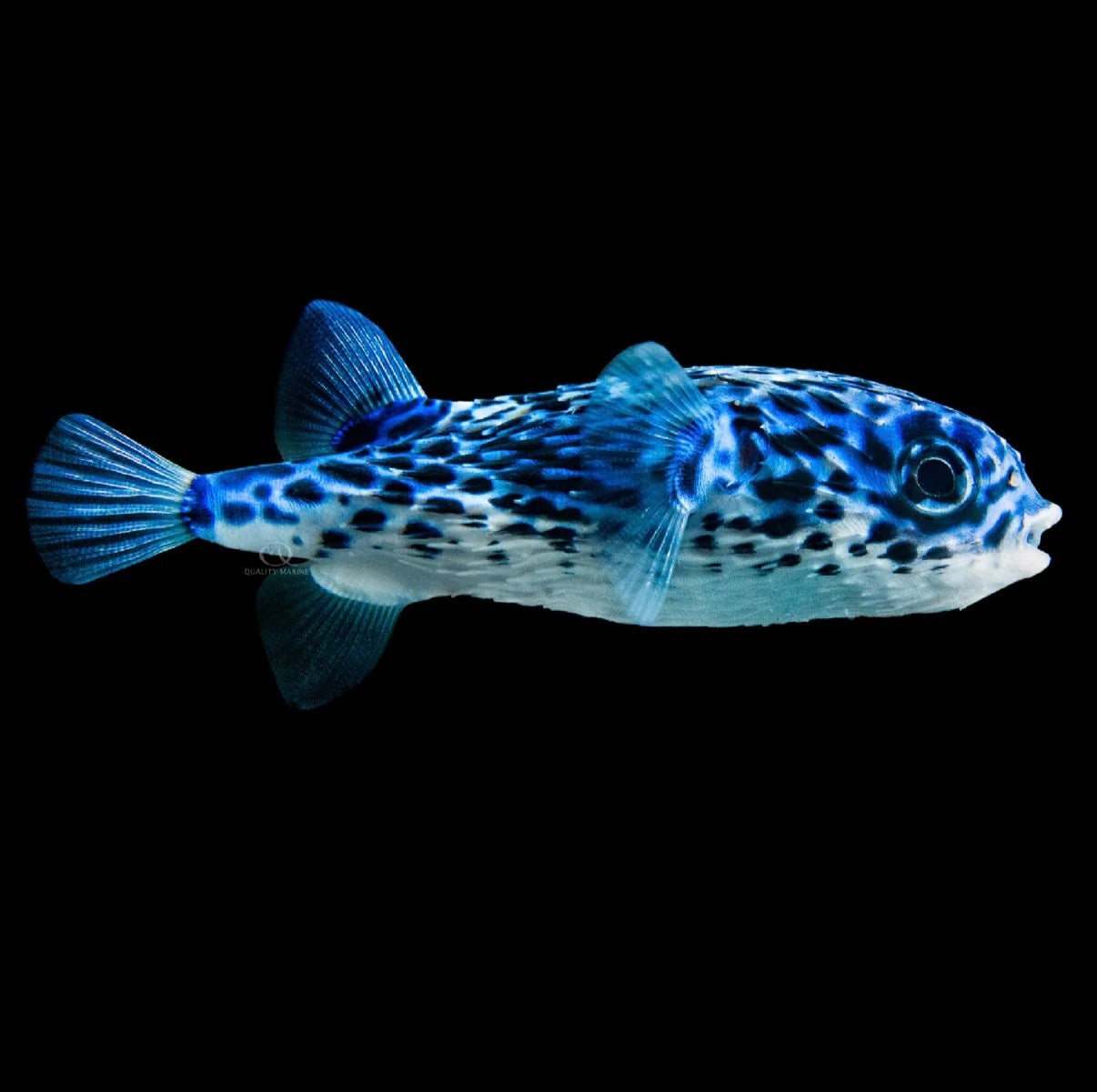 Diodon eydouxii - Blue Pelagic Porcupine Puffer