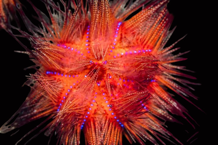 Astropyga radiata - Fire Sea Urchin