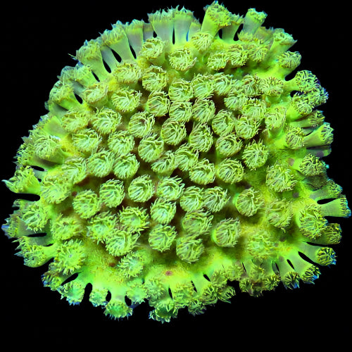 Cup Coral, Pagoda