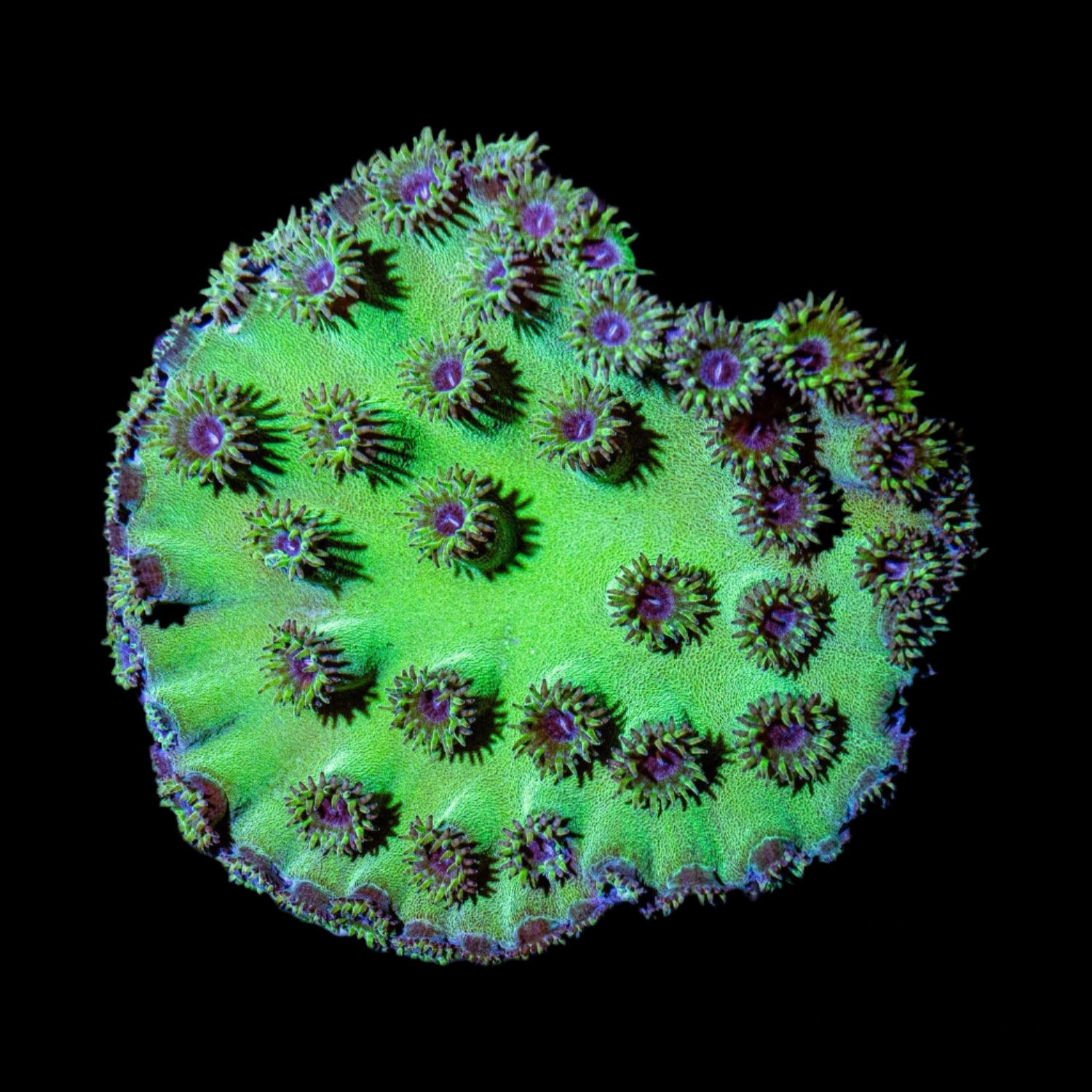Cup Coral, Pagoda