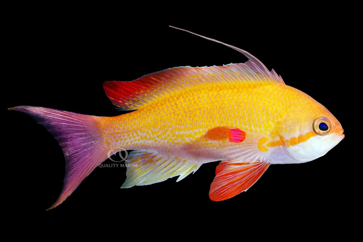 Anthias noble (Franzia nobilis) avec queue rose