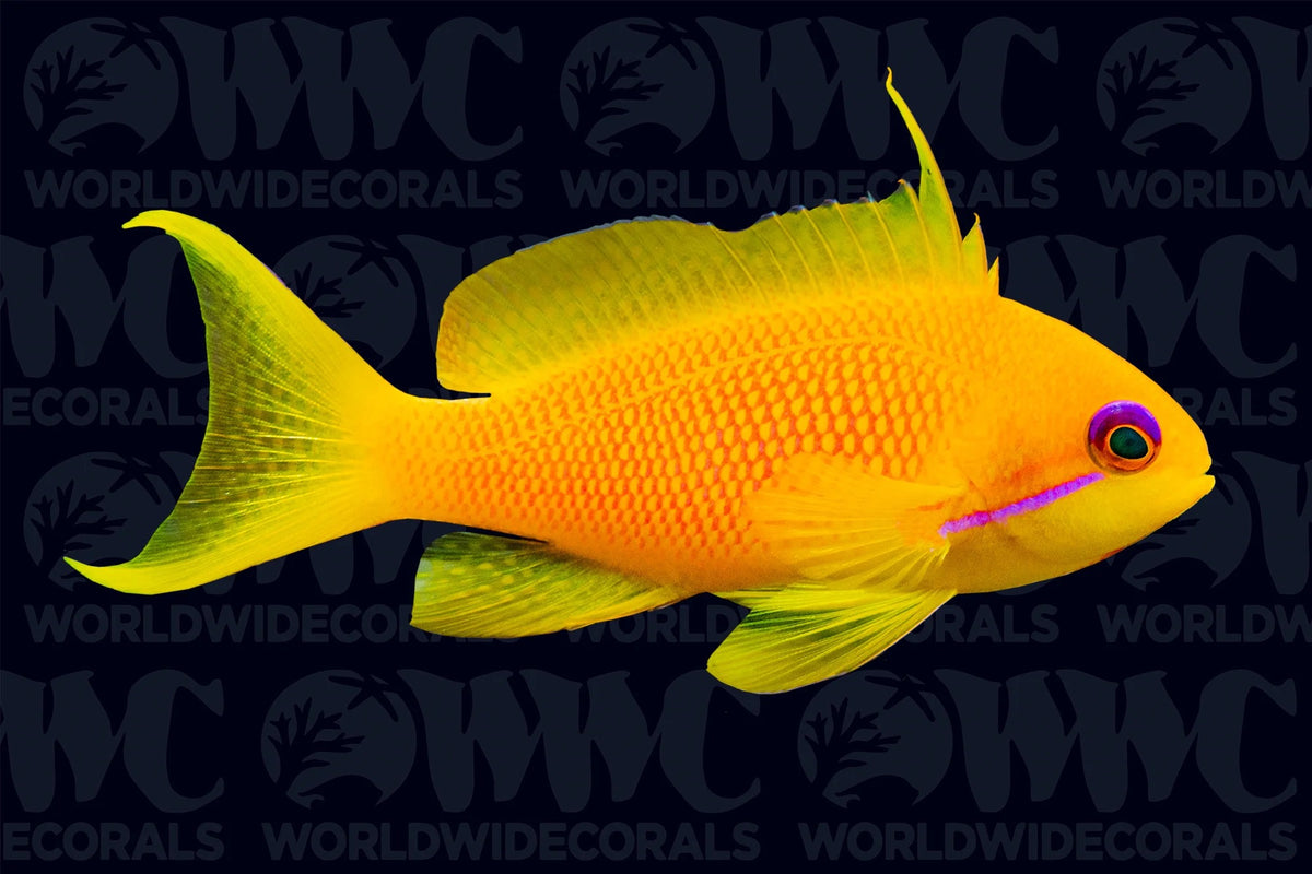 Anthias noble (Franzia nobilis) nageant sur fond noir