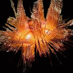 Astropyga radiata - Fire Sea Urchin