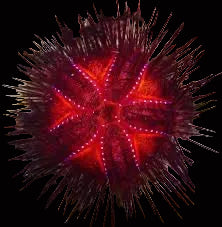 Astropyga radiata - Fire Sea Urchin