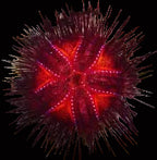 Astropyga radiata - Fire Sea Urchin