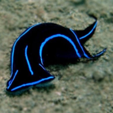 Blue Velvet Nudibranch