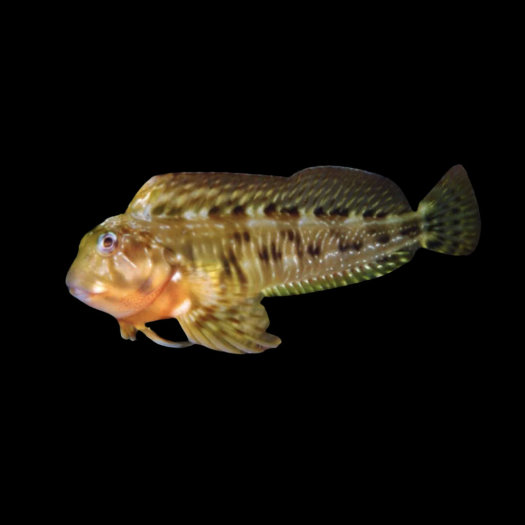 Scartella cristata (Molly Miller Blenny) | Blennie Nettoyeur et Contrôleur d’Algues pour Aquarium Marin