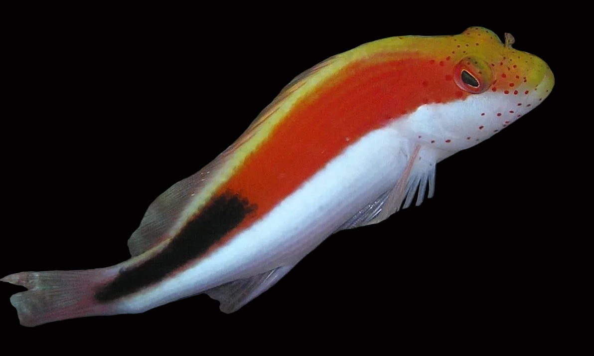 Paracirrhites forsteri - Blackside Hawkfish