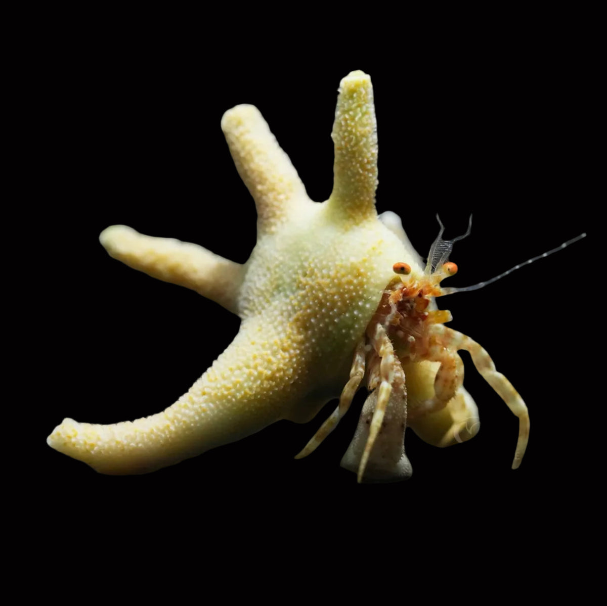 Staghorn Crab – Paguritta sp.