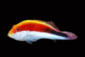 Paracirrhites forsteri - Blackside Hawkfish