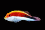 Paracirrhites forsteri - Blackside Hawkfish