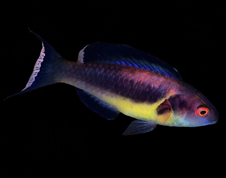 Brunneus Fairy Wrasse (Cirrhilabrus Brunneus) Male